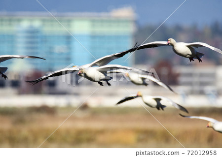 A flock of snow geese flying in the sky Richmond British Columbia Canada A flock of snow geese flying in the sky Richmond British Columbia Canada 72012958