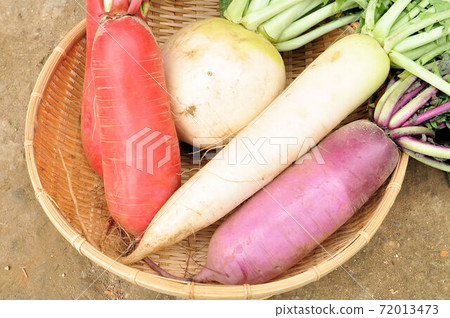 4 kinds of radish 4 kinds of radish 72013473