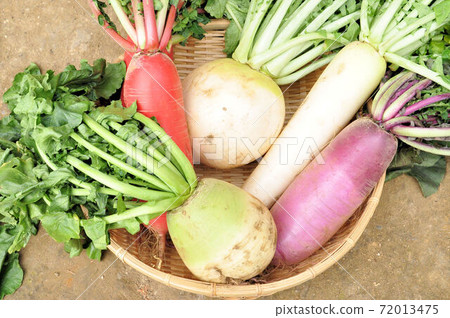4 kinds of radish 4 kinds of radish 72013475