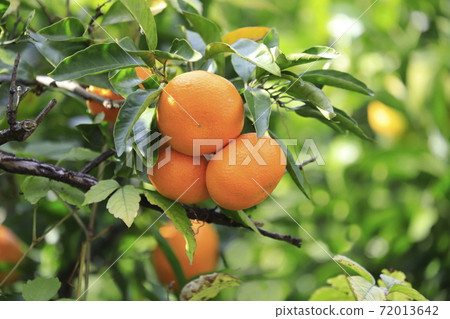 Mandarin oranges that look delicious 72013642
