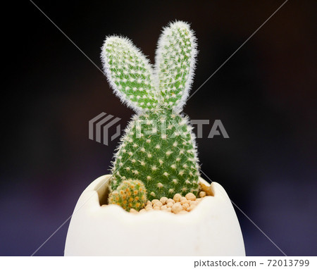 兔子般的仙人掌兔子仙人掌01 72013799