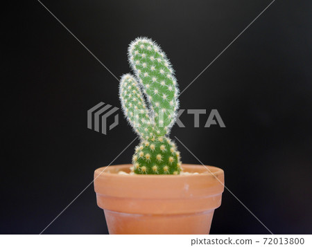 Rabbit-like cactus bunny cactus 02 72013800