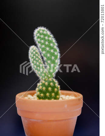 兔子般的仙人掌兔子仙人掌03 72013801