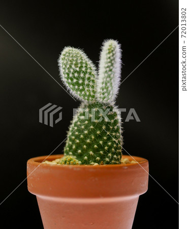 Rabbit-like cactus bunny cactus 04 72013802