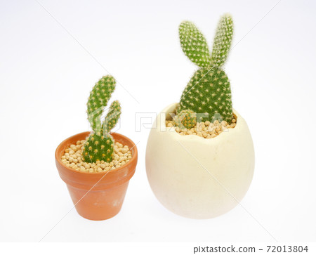 Rabbit-like cactus bunny cactus 06 72013804