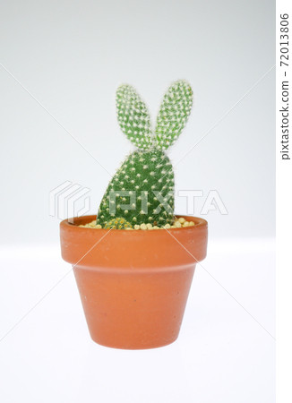 兔子般的仙人掌兔子仙人掌07 72013806