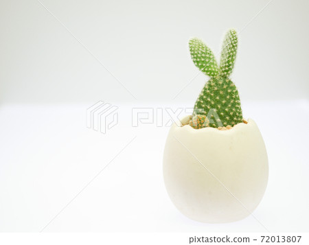 Rabbit-like cactus bunny cactus 08 72013807