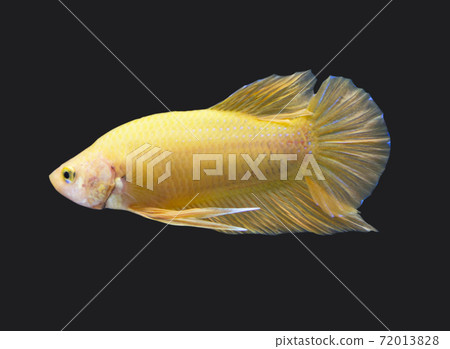 Betta Super Yellow Plakat HMPK Male or Plakat Fighting Fish Splendens On Black Background. 72013828