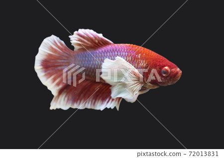 Betta Lavender Dumbo Ear Plakat HMPK Male or Plakat Fighting Fish Splendens On Black Background. Betta Lavender Dumbo Ear Plakat HMPK Male or Plakat Fighting Fish Splendens On Black Background. 72013831