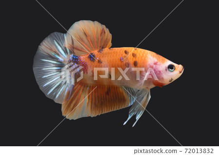 Betta Nemo Plakat HMPK Male or Plakat Fighting Fish Splendens On Black Background. 72013832
