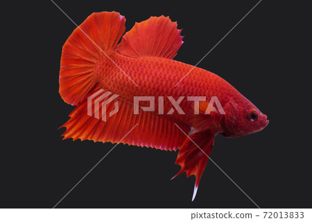 Betta Super Red Plakat HMPK Male or Plakat Fighting Fish Splendens On Black Background. 72013833