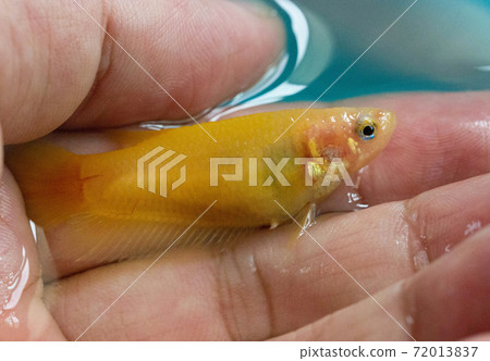 Betta Super Yellow Plakat HMPK Female or Plakat Fighting Fish Splendens In Male Hand. 72013837