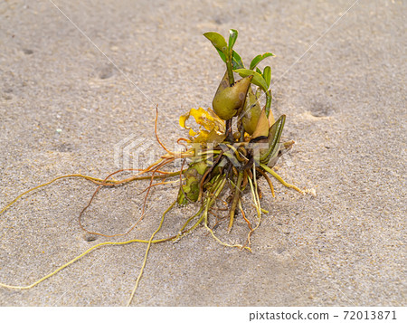 Close up the seed growing with roots on the beach. Close up the seed growing with roots on the beach. 72013871