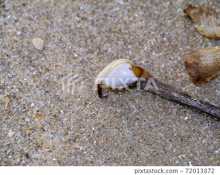 Close up a barnacle on the sand. 72013872