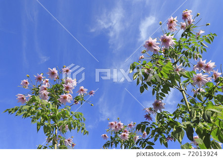 Emperor Dahlia in full bloom blooms against the background of cirrus clouds 72013924