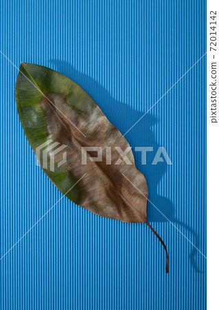 Drying leaf of houseplant on blue background 72014142