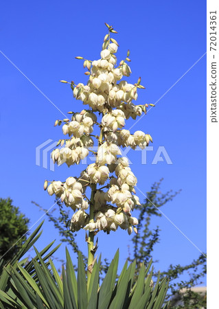 Yukka（Kimigayoran）花 72014361