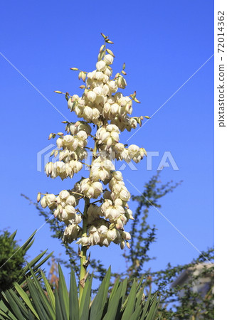 Yukka（Kimigayoran）花 72014362