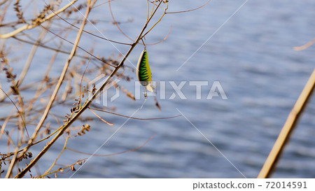 魯爾留在樹枝上 72014591