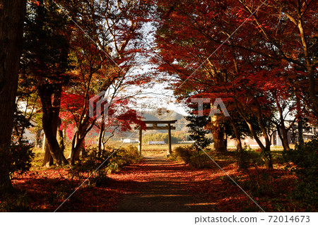 Autumn leaves and Hojo Railway Autumn leaves and Hojo Railway 72014673