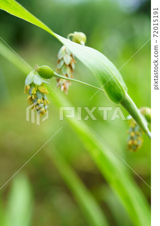 1526 Coix seeds 1526 Coix seeds 72015191