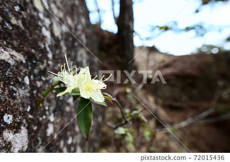 Hikage Azalea 72015436