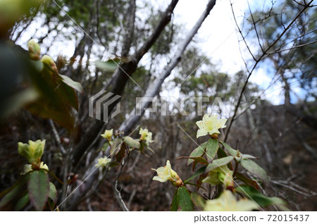 Hikage Azalea 72015437