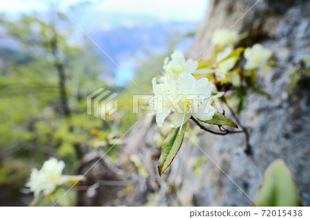 Hikage Azalea 72015438