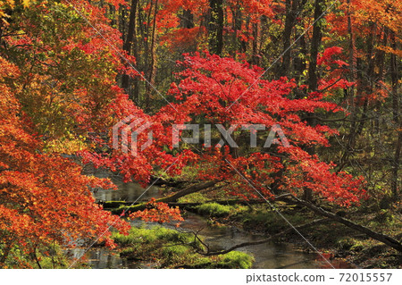 Autumn leaves on the riverside taken at Lake Poroto in Shiraoi Town, Hokkaido Autumn leaves on the riverside taken at Lake Poroto in Shiraoi Town, Hokkaido 72015557