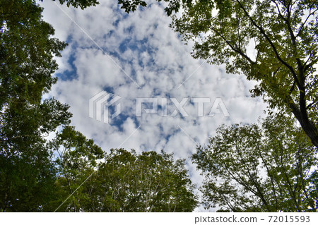 Sky visible from the forest 72015593