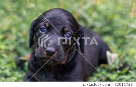 Cute Dachshund puppy looking at the camera, innocent eyes close up macro portraiture Cute Dachshund puppy looking at the camera, innocent eyes close up macro portraiture 72015728