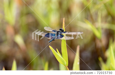 vivid colors on dragonfly wings, sunbathing in summer garden macro photography 72015730