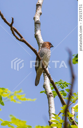 Spotted Munia bird looking away perched in a tree branch against the clear blue sky Spotted Munia bird looking away perched in a tree branch against the clear blue sky 72015751