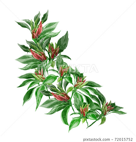 Watercolor style handwritten illustration of pepper Watercolor style handwritten illustration of pepper 72015752