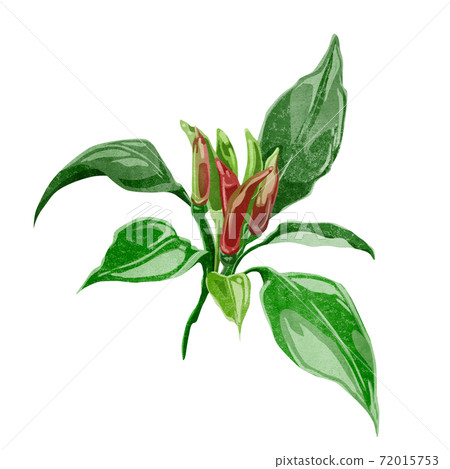 辣椒的水彩風格手繪插圖 辣椒的水彩風格手繪插圖 72015753