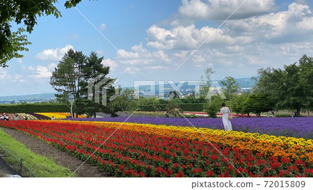 Furano Farm Tomita 72015809