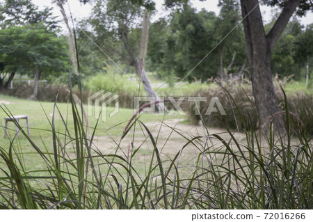 Relaxing view of reeds grass flower 72016266
