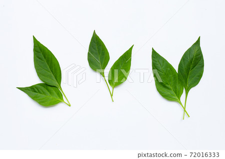 Green leaves of chili peppers on white background. 72016333
