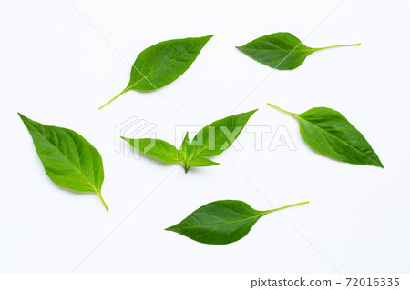 Green leaves of chili peppers on white background. 72016335