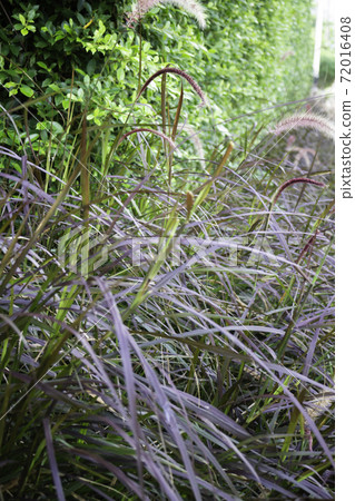Nature view of reeds grass in summer 72016408