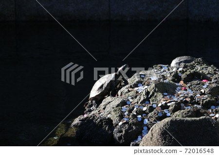 Naritasan Shinshoji Temple | Turtles and offerings 72016548