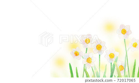 Watercolor illustration daffodils 72017065