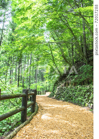 [Tokyo] Summer Hinohara Tokyo Citizen's Forest / Forest Therapy Road 72017288