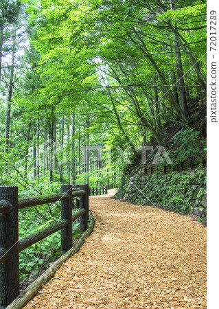 [Tokyo] Summer Hinohara Tokyo Citizen's Forest / Forest Therapy Road 72017289