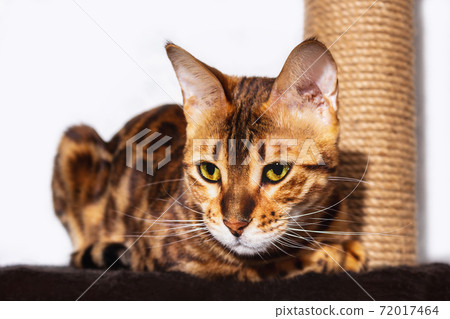 Amazing bengal cat resting on claw sharpener. 72017464
