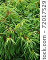Chestnut Chestnut 72017529