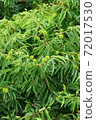 Chestnut Chestnut 72017530
