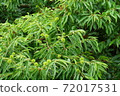 Chestnut Chestnut 72017531