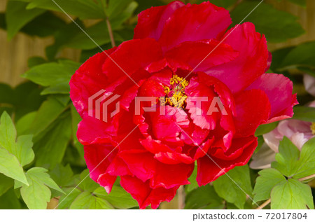 Winter Peony 72017804