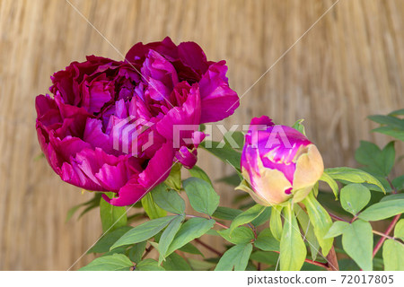 Winter Peony Winter Peony 72017805